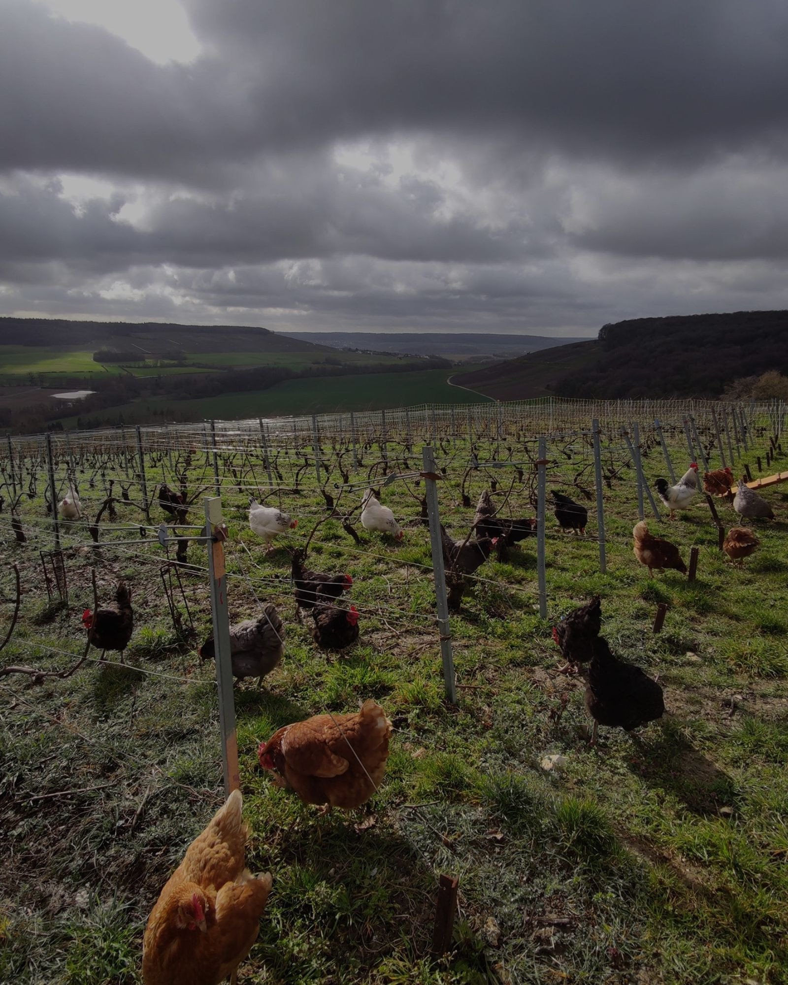 Champagne Moussé Et Fils